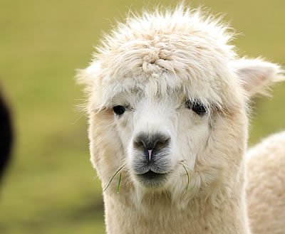 Alpaca Trekking in Scotland - This alpaca is Alexander