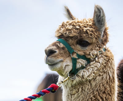 Alpaca Trekking in Scotland - This alpaca is Brownlee